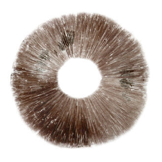 Psilocybe cubensis Ban Hua Thai -iti&ouml;painanne