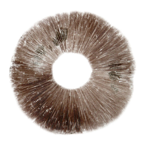 Psilocybe cubensis Ban Hua Thai -itiöpainanne