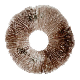 Psilocybe cubensis Hawaii (PES) -iti&ouml;painanne