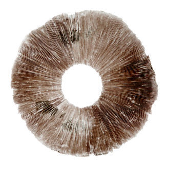 Psilocybe cubensis Hawaii (PES) -iti&ouml;painanne