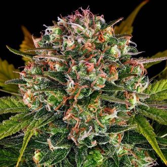 Strawberry Cheesecake Auto (Barney's Farm) Feminisoidut