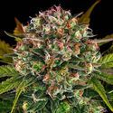 Strawberry Cheesecake Auto (Barney's Farm) Feminisoidut
