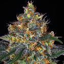 Moby Dick Auto (Barney's Farm) Feminisoidut