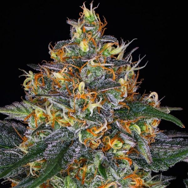 Moby Dick Auto (Barney's Farm) Feminisoidut