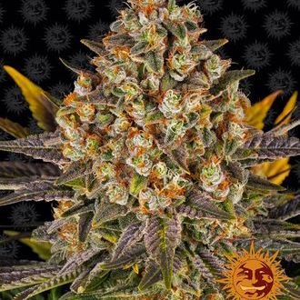 Banana Punch (Barney's Farm) Feminisoidut
