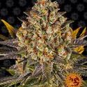Banana Punch (Barney's Farm) Feminisoidut