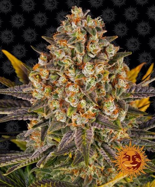 Banana Punch (Barney's Farm) Feminisoidut