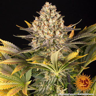 Banana Punch (Barney's Farm) feminisoidut