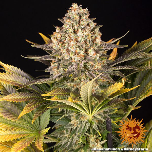 Banana Punch (Barney's Farm) Feminisoidut