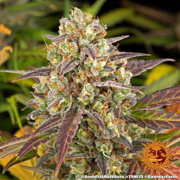 Amnesia Haze Auto (Barney's Farm) Feminisoidut
