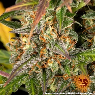 Amnesia Haze Auto (Barney's Farm) Feminisoidut