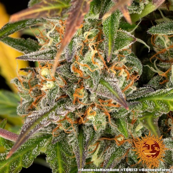 Amnesia Haze Auto (Barney's Farm) Feminisoidut