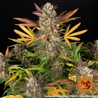 Amnesia Haze Auto (Barney's Farm) feminisoidut