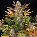 Amnesia Haze Auto (Barney's Farm) Feminisoidut