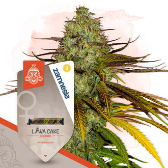 Lava Cake (Zamnesia Seeds) Feminisoidut