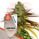 Lava Cake (Zamnesia Seeds) Feminisoidut