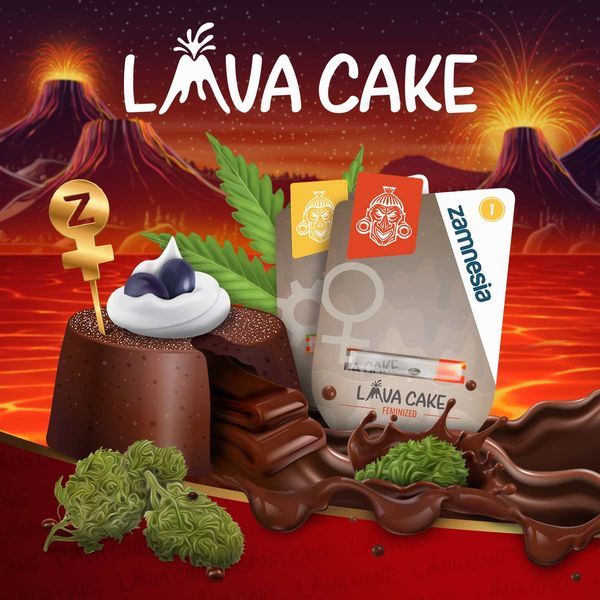 Lava Cake (Zamnesia Seeds) Feminisoidut