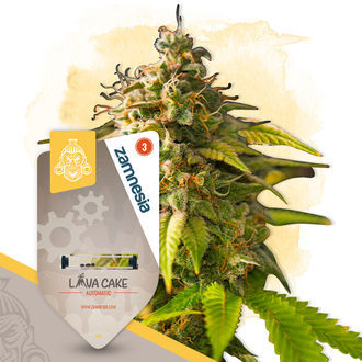 Lava Cake Autoflower (Zamnesia Seeds) Feminisoidut