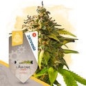 Lava Cake Autoflower (Zamnesia Seeds) Feminisoidut