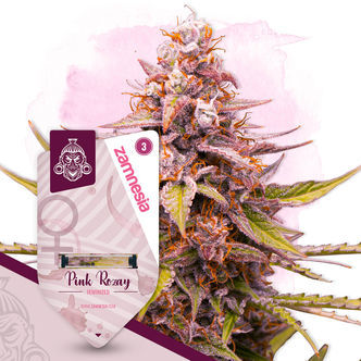 Pink Rozay (Zamnesia Seeds) feminisoidut