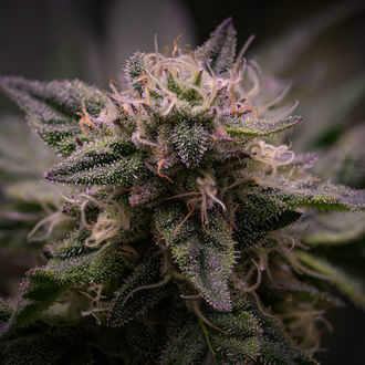 Pink Rozay (Zamnesia Seeds) Feminisoidut