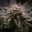 Pink Rozay (Zamnesia Seeds) Feminisoidut