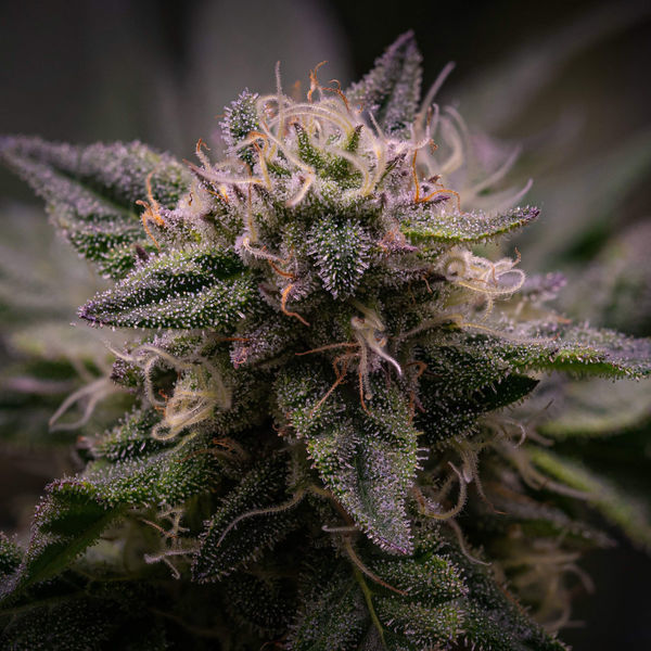 Pink Rozay (Zamnesia Seeds) Feminisoidut