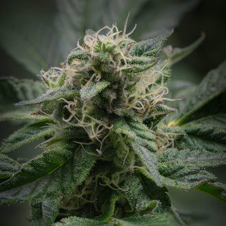 Pink Rozay (Zamnesia Seeds) Feminisoidut