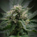 Pink Rozay (Zamnesia Seeds) Feminisoidut