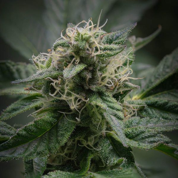 Pink Rozay (Zamnesia Seeds) Feminisoidut