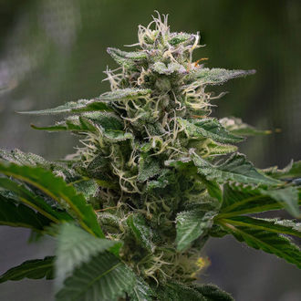 Pink Rozay (Zamnesia Seeds) Feminisoidut