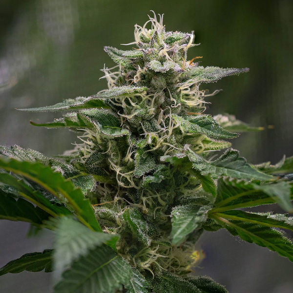 Pink Rozay (Zamnesia Seeds) Feminisoidut