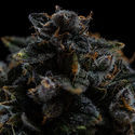 Pink Rozay (Zamnesia Seeds) Feminisoidut