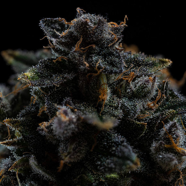 Pink Rozay (Zamnesia Seeds) Feminisoidut