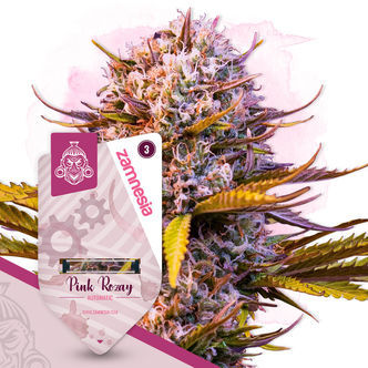 Pink Rozay Auto (Zamnesia Seeds) feminisoitu