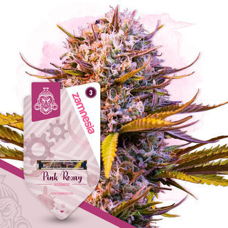Pink Rozay Autoflower (Zamnesia Seeds) Feminisoidut
