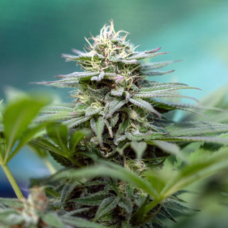 Apple Fritter (Zamnesia Seeds) Feminisoidut