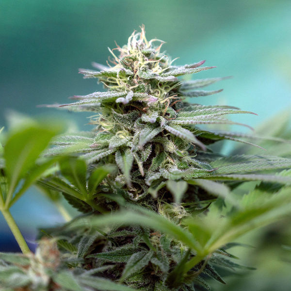 Apple Fritter (Zamnesia Seeds) Feminisoidut