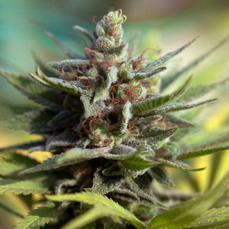 Apple Fritter (Zamnesia Seeds) Feminisoidut