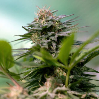 Apple Fritter (Zamnesia Seeds) Feminisoidut