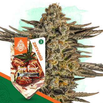 Apple Fritter (Zamnesia Seeds) Feminisoidut