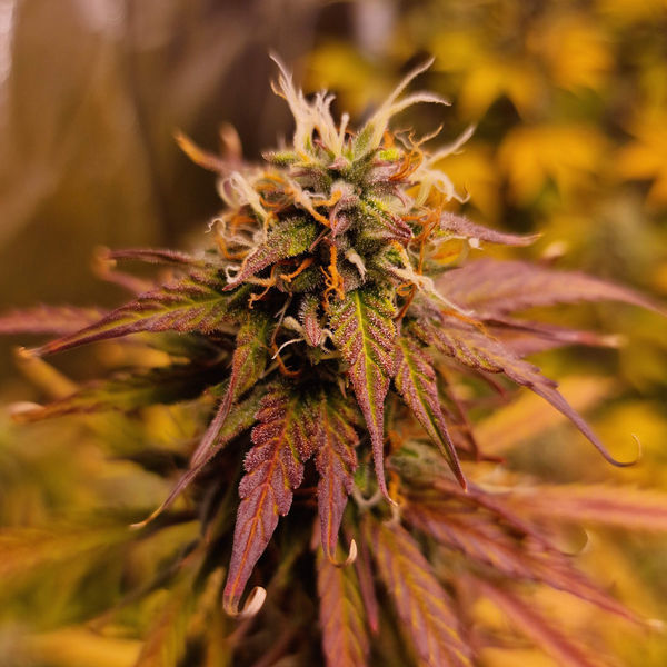 Apple Fritter Autoflower (Zamnesia Seeds) Feminisoidut
