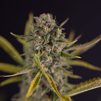 Apple Fritter Autoflower (Zamnesia Seeds) Feminisoidut