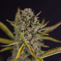 Apple Fritter Autoflower (Zamnesia Seeds) Feminisoidut