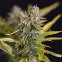 Apple Fritter Autoflower (Zamnesia Seeds) Feminisoidut