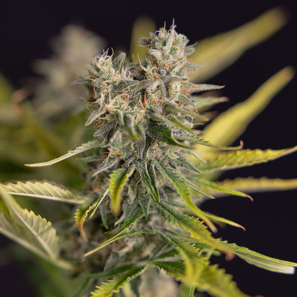 Apple Fritter Autoflower (Zamnesia Seeds) Feminisoidut