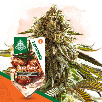 Apple Fritter Autoflower (Zamnesia Seeds) Feminisoidut