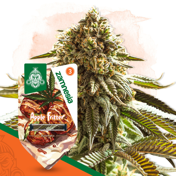 Apple Fritter Autoflower (Zamnesia Seeds) Feminisoidut