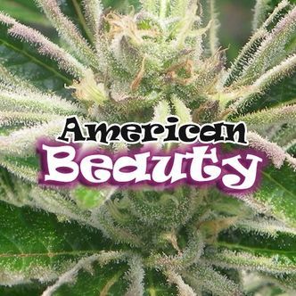 American Beauty (Dr. Underground) feminisoidut