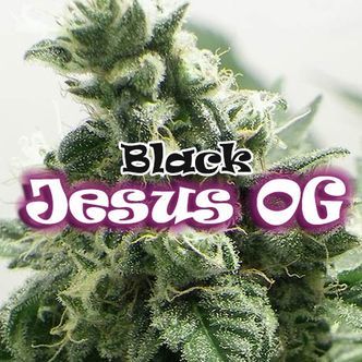 Black Jesus OG (Dr. Underground) feminisoidut